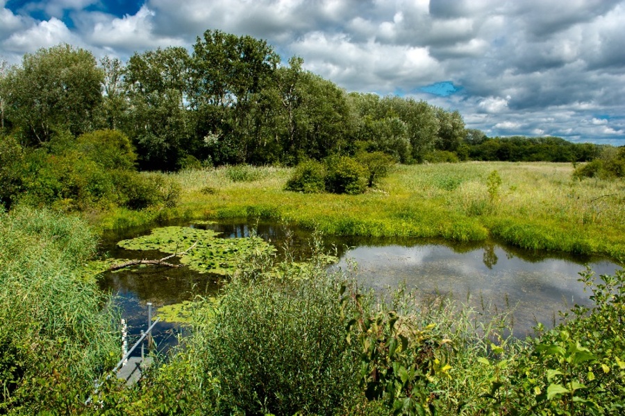 Pond in the Danube floodplain