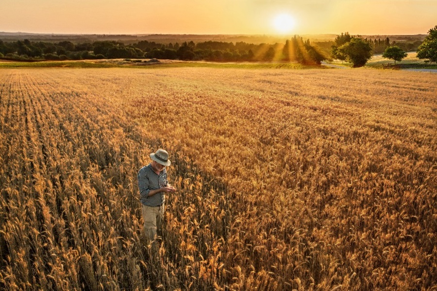 Farmer standing in his wheat field at sunset