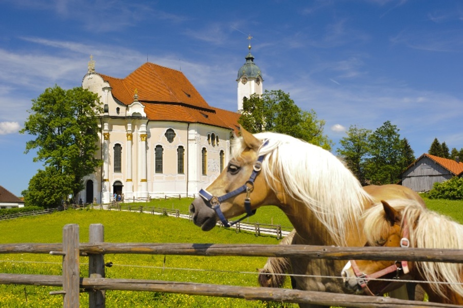 Haflinger horses before the Church of Wies in Bavaria | © Wolfilser | Fotolia