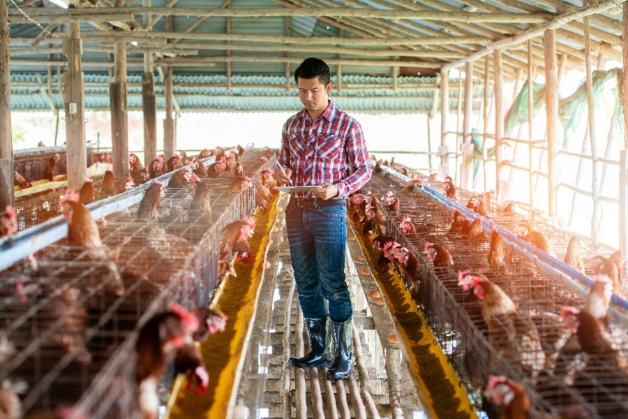 Un ouvrier agricole, debout entre des rangées de cages contenant des poulets, tient une tablette dans ses mains.