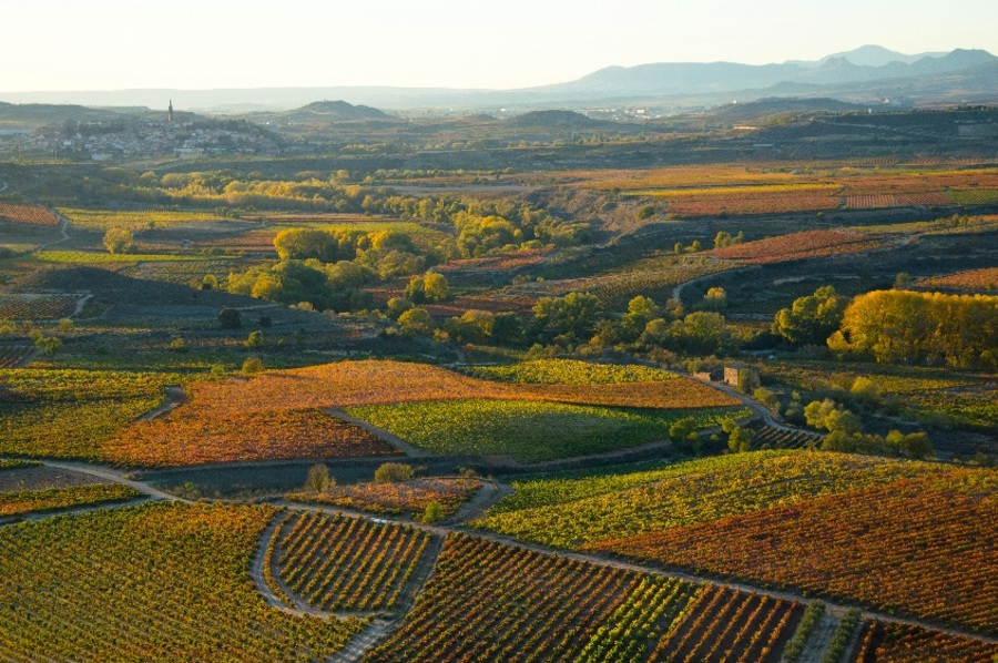 Rioja vineyards in autumn