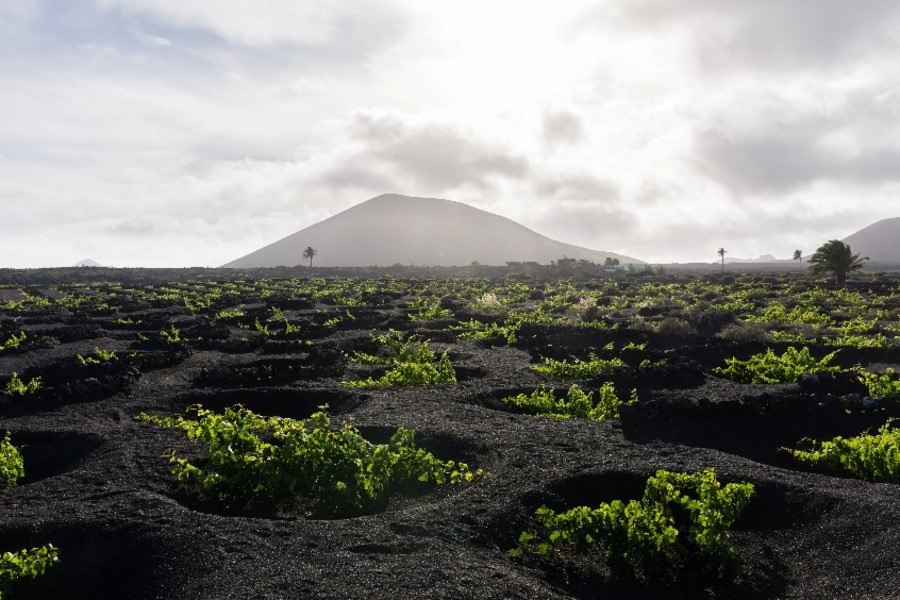 Vineyards of La Geria, Lanzarote