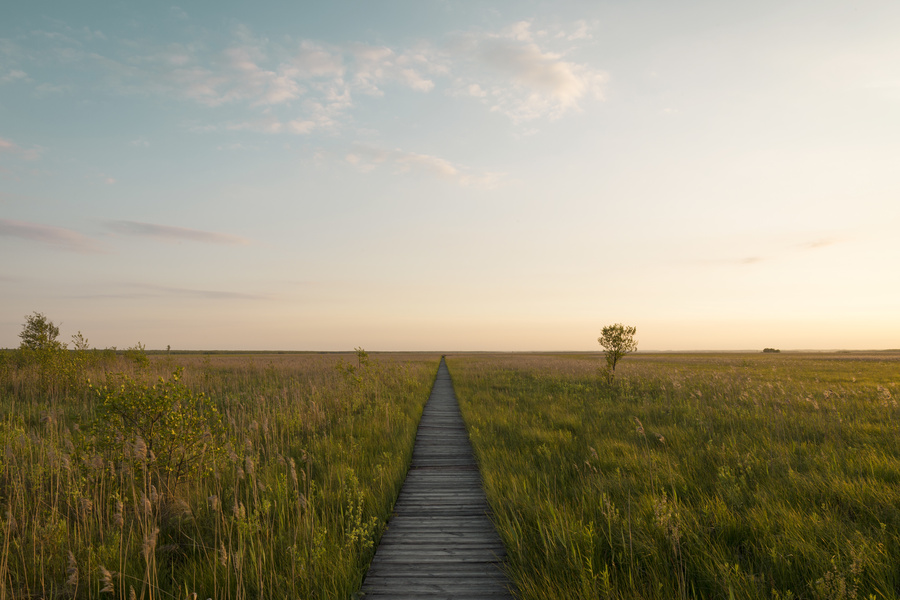 Drewniana kładka na bagnach w Biebrzańskim Parku Narodowym.