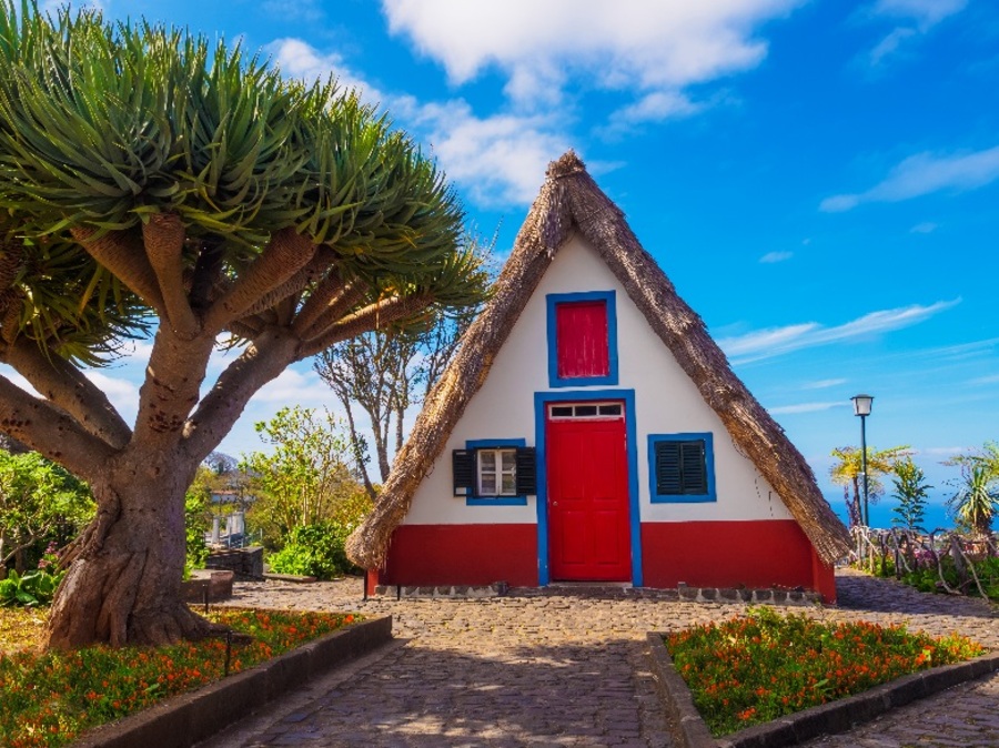 Traditional house in Santana with dragon tree in the garden, Madeira, Portugal 