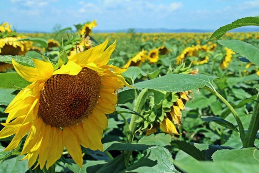 Field of sunflowers in Slobozia, Ialomița