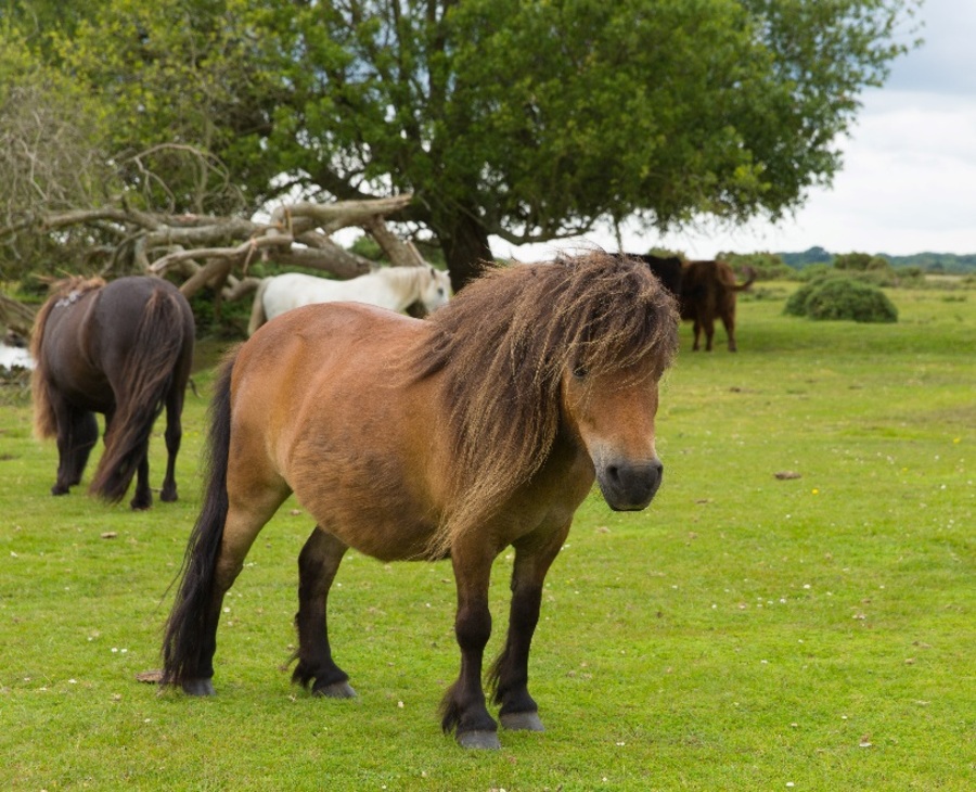 Picture of wild ponies in the New Forest