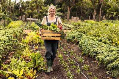 Een vrouw met een overall en laarzen aan draagt een krat vol groenten door een veld met groenten