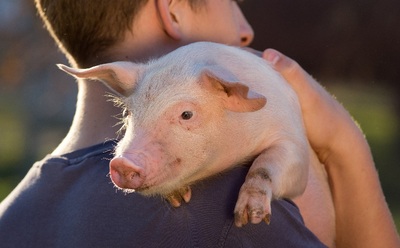 Hombre joven sosteniendo un lechón sobre su hombro.